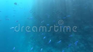 在红海的水下世界，许多鱼和美丽的珊瑚礁深处